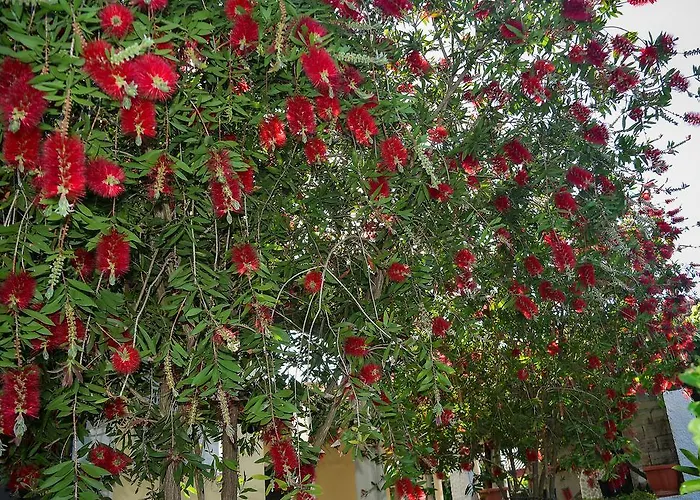 Mirsini Agios Georgios (Corfu)
