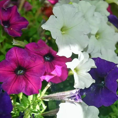 Mirsini شقة آغيوس غيوريوس