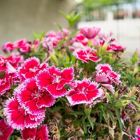 Mirsini Άγιος Γεώργιος