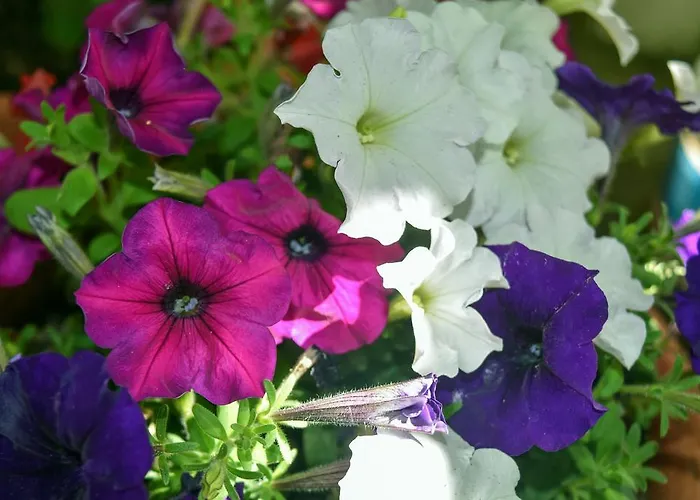 Mirsini Διαμέρισμα Άγιος Γεώργιος